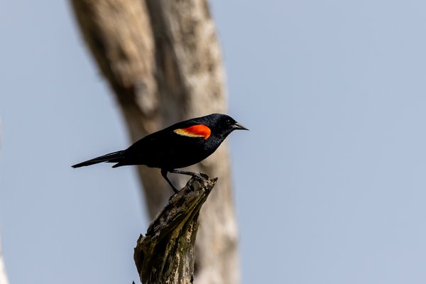 Red-winged Blackbird