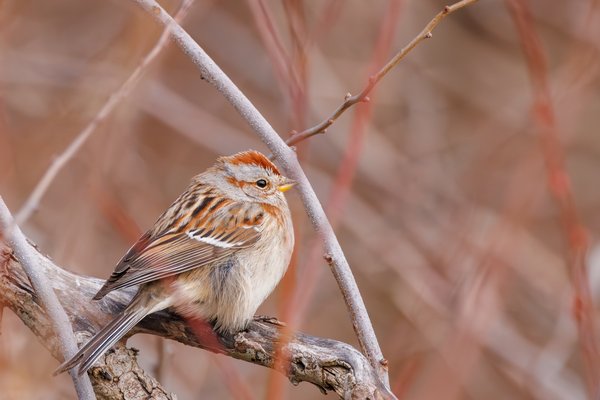 American Tree Sparrow