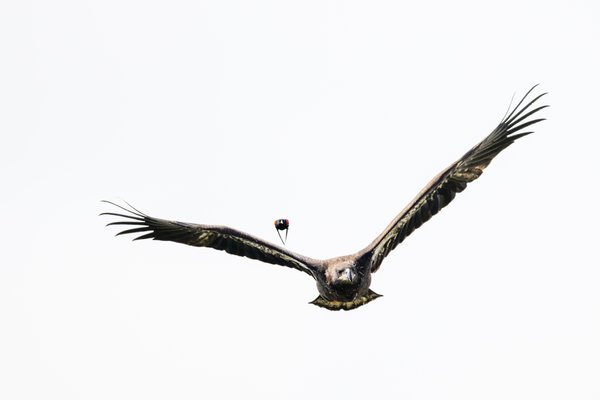 Bald Eagle