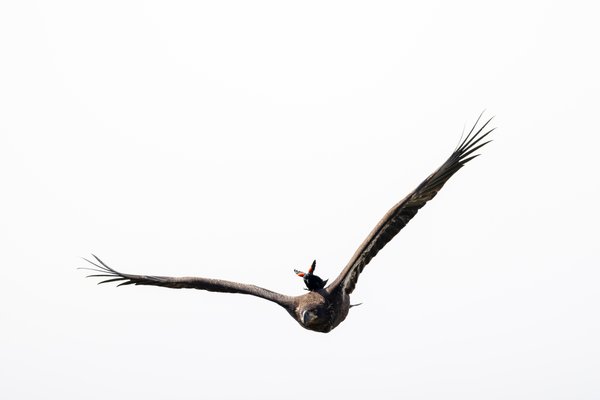 Bald Eagle