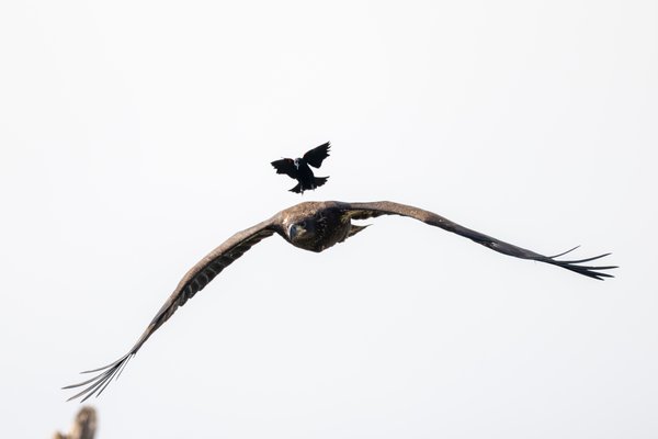 Bald Eagle