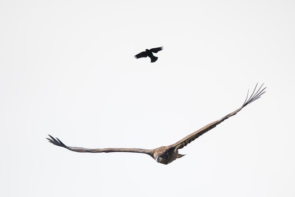 Bald Eagle