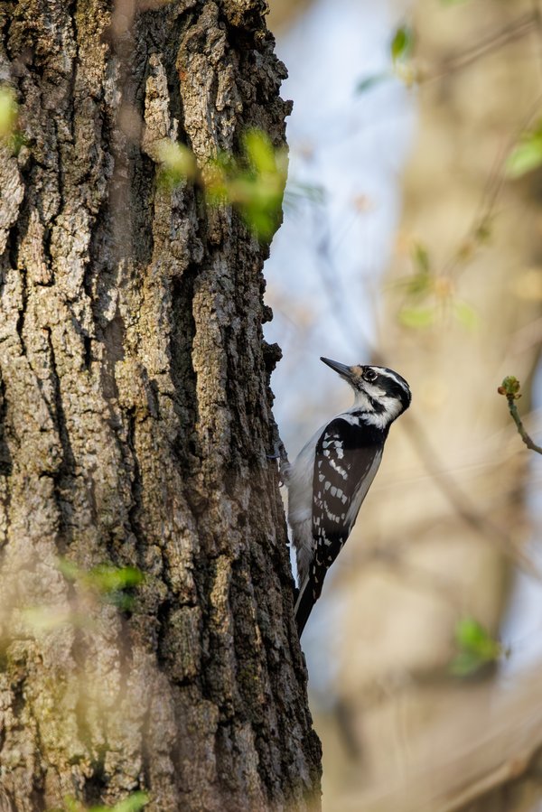 Downy Woodpecker