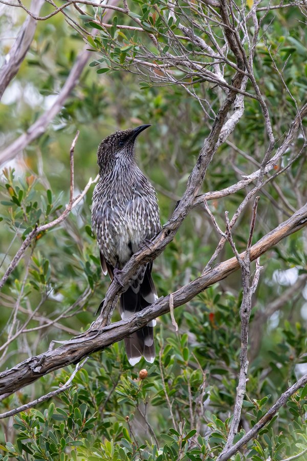 Little Wattlebird