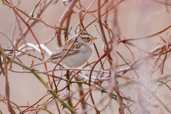 Clay-colored Sparrow