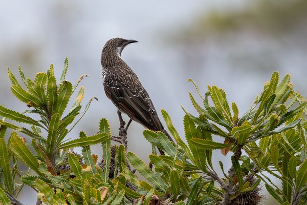 Little Wattlebird