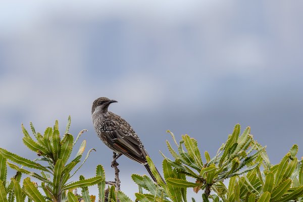 Little Wattlebird