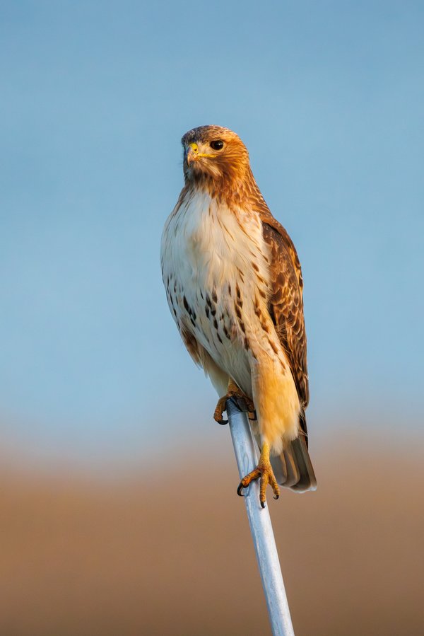 Red-tailed Hawk