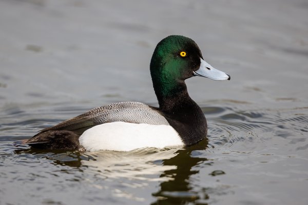 Greater Scaup