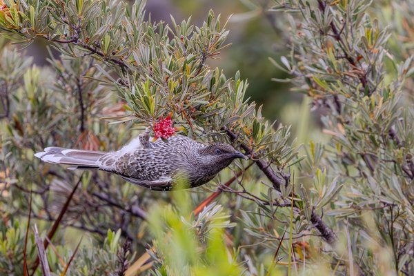 Little Wattlebird
