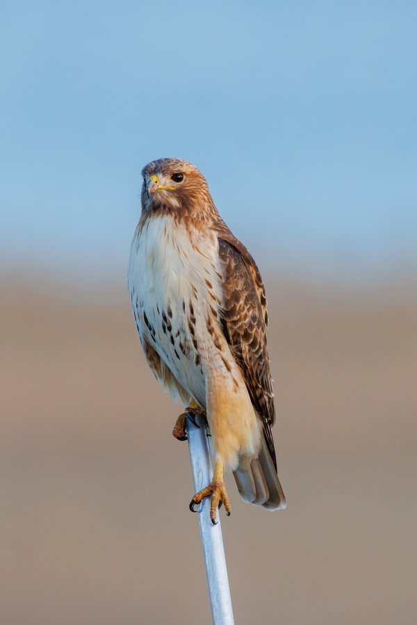 Red-tailed Hawk