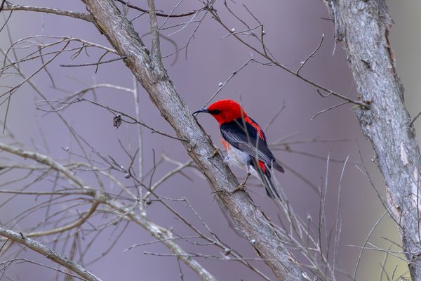 Scarlet Honeyeater