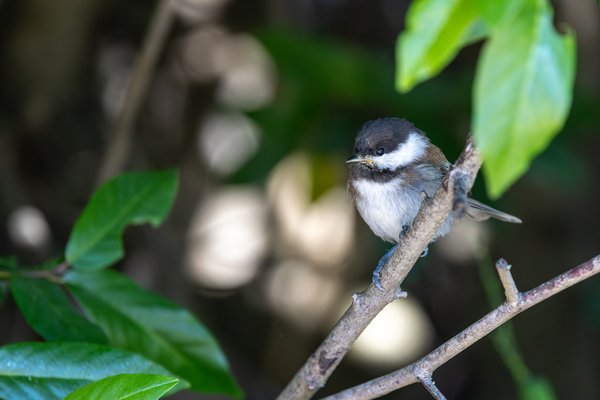 Chestnut-backed Chickadee