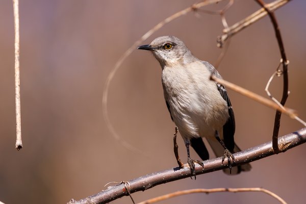 Northern Mockingbird