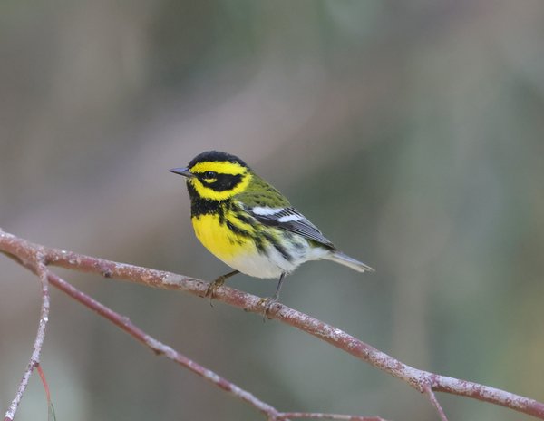Townsend's Warbler