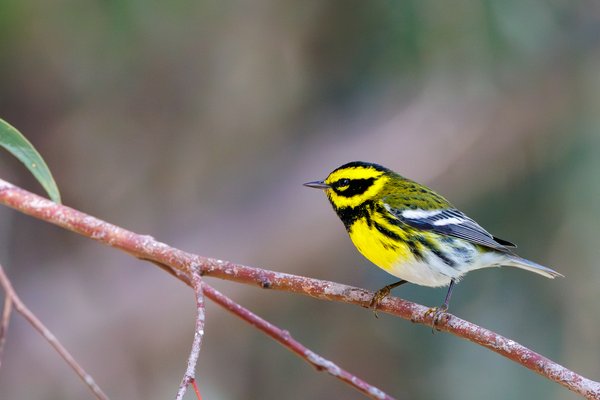 Townsend's Warbler