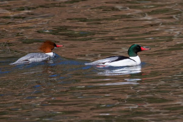Common Merganser