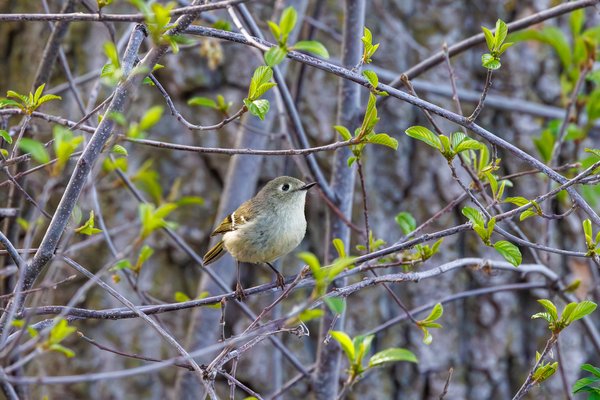 Ruby-crowned Kinglet