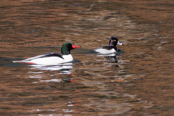 Common Merganser