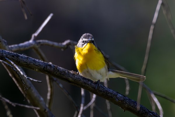 Yellow-breasted Chat