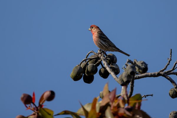 House Finch