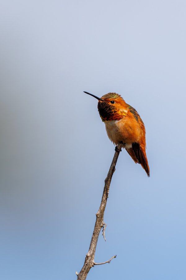 Allen's Hummingbird