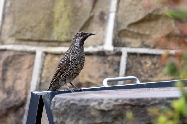 Little Wattlebird