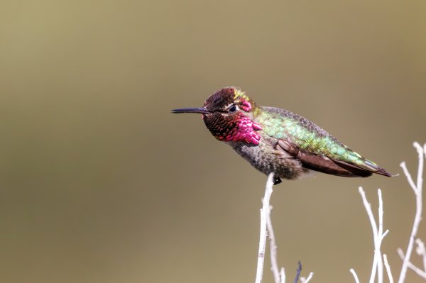 Anna's Hummingbird