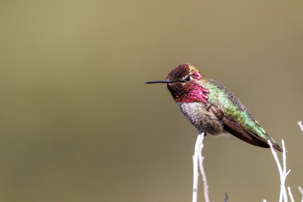 Anna's Hummingbird