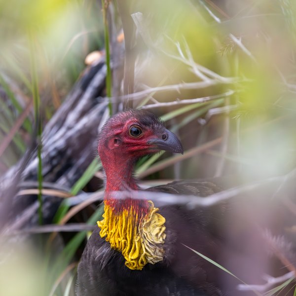 Gamebirds