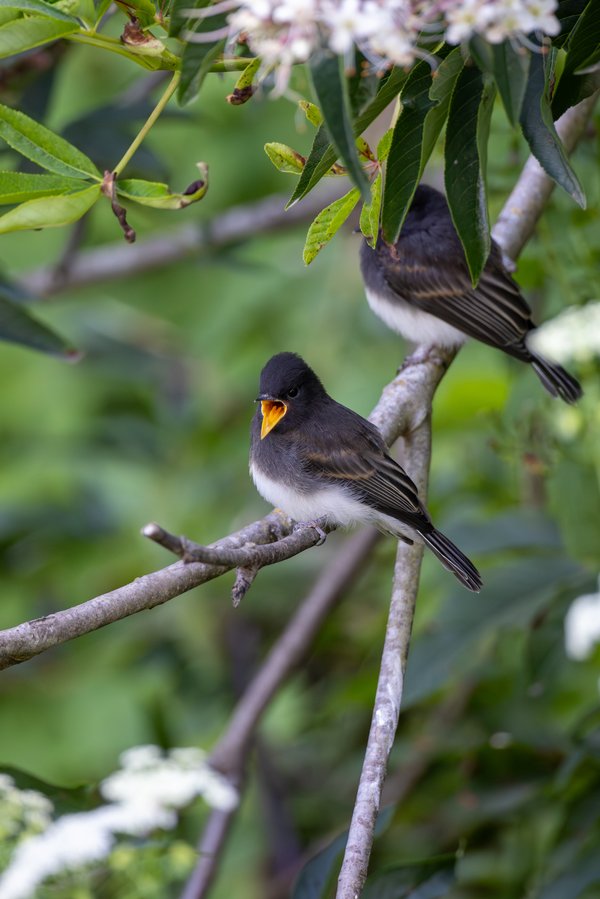 Black Phoebe