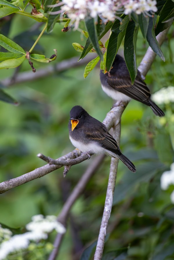 Black Phoebe