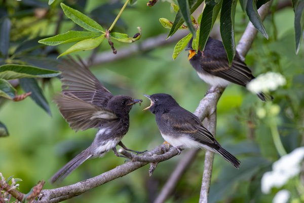 Black Phoebe