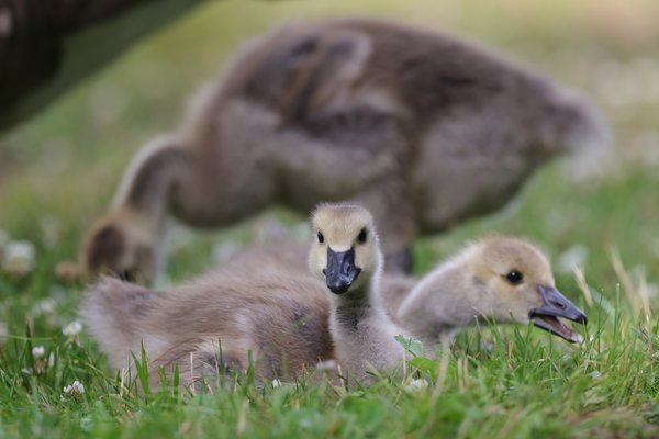 Canada Goose