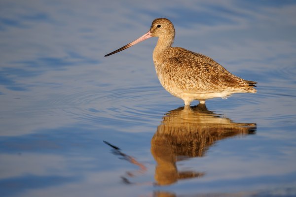 Marbled Godwit