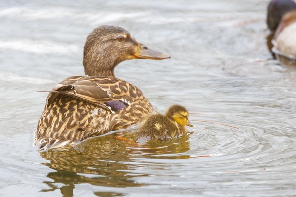 Mallard