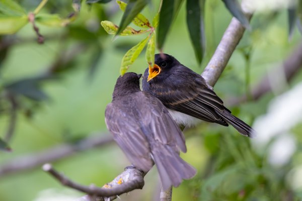 Black Phoebe