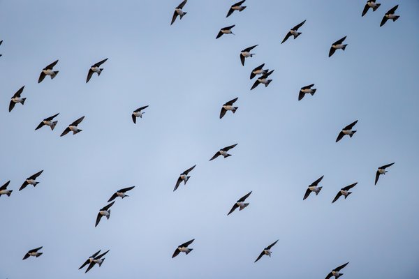 Tree Swallow