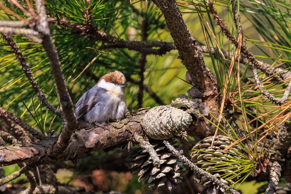 Brown-headed Nuthatch