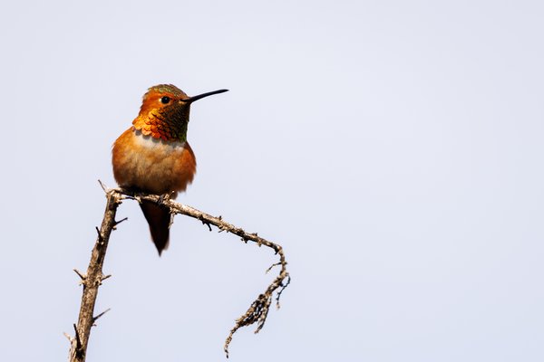 Allen's Hummingbird