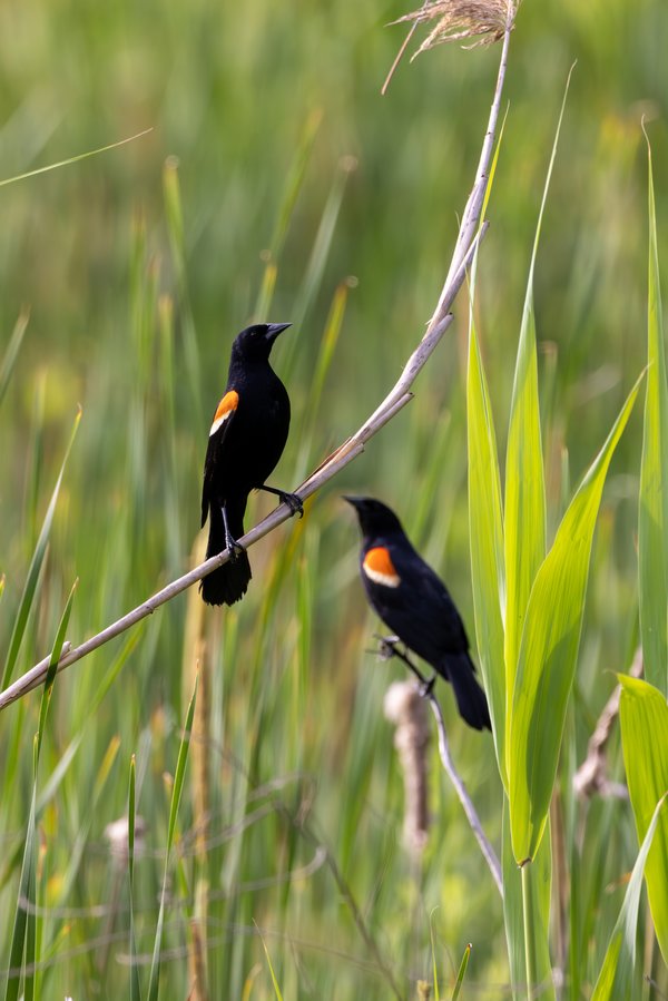 Red-winged Blackbird