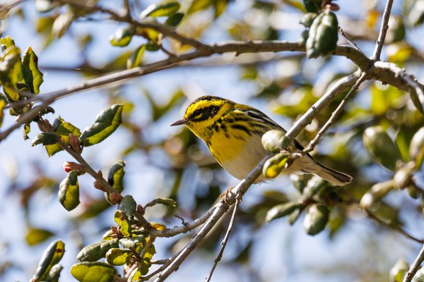 Townsend's Warbler