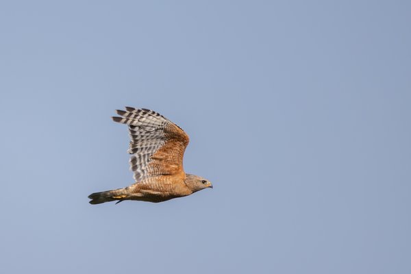 Red-shouldered Hawk