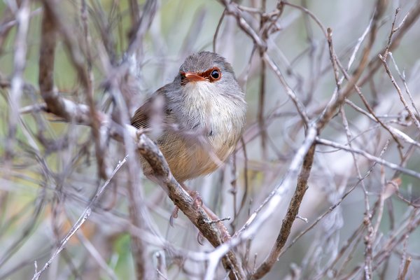 Variegated Fairywren