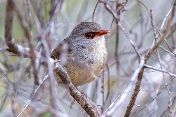 Variegated Fairywren