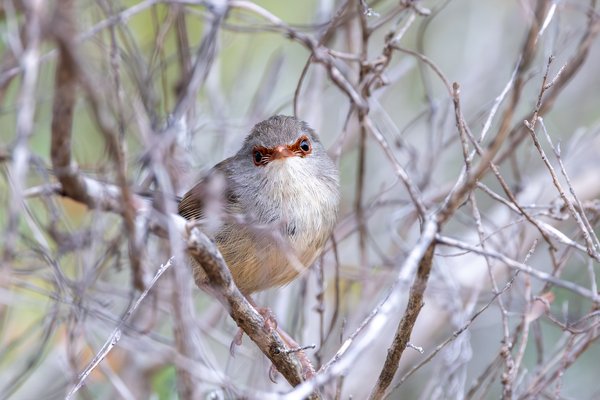 Variegated Fairywren