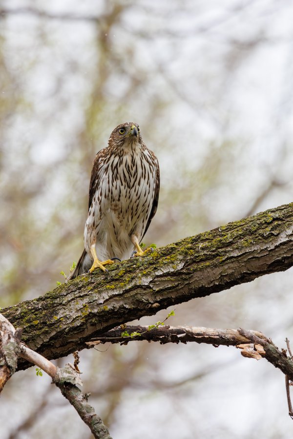 Cooper's Hawk