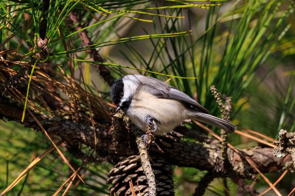 Carolina Chickadee