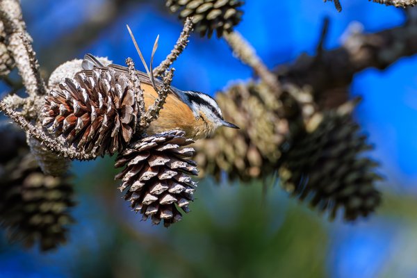 Red-breasted Nuthatch