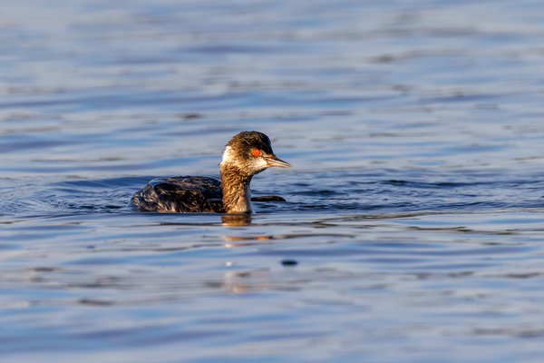 Eared Grebe
